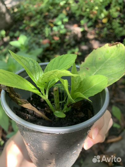 Гортензия крупнолистная черенки