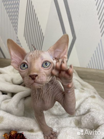 Канадский сфинкс