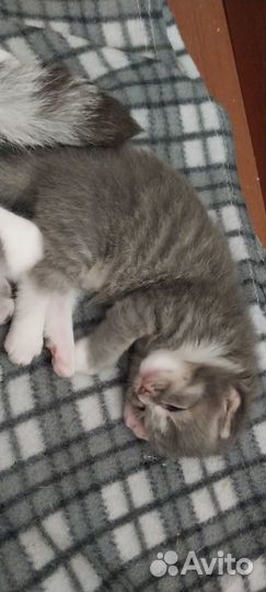 Шотландские вислоухие котята