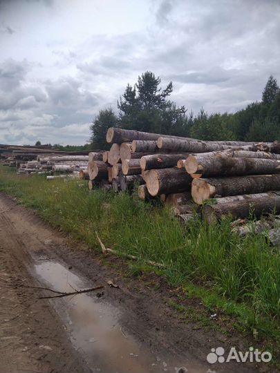 Лес кругляк