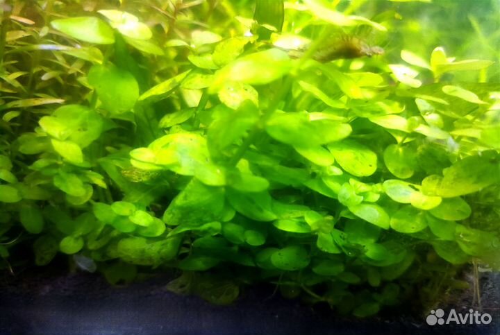 Аквариумные рыбки и растения