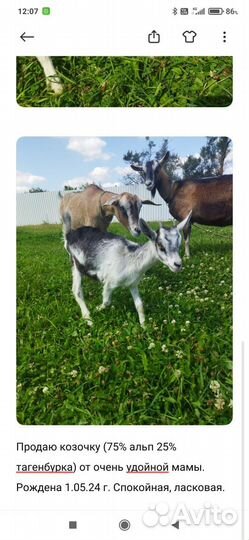 Альпийский козлик