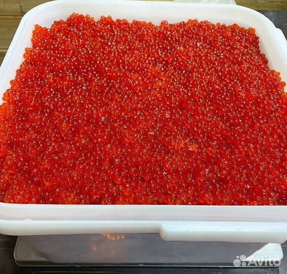 Икра красная кеты, улов июнь 2023 года