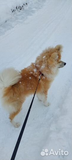 Собака акита ину