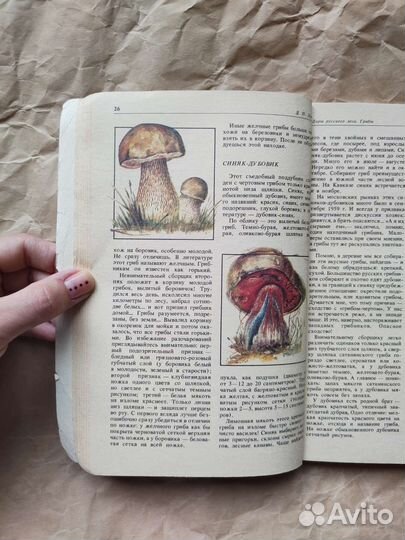 Дары русского леса Зуев