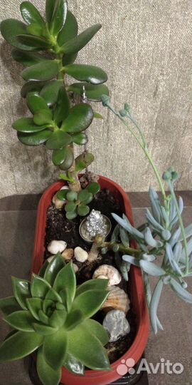 Набор суккулентов