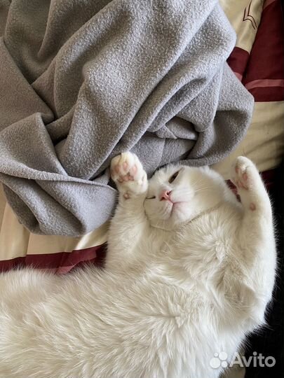 Котик в добрые руки