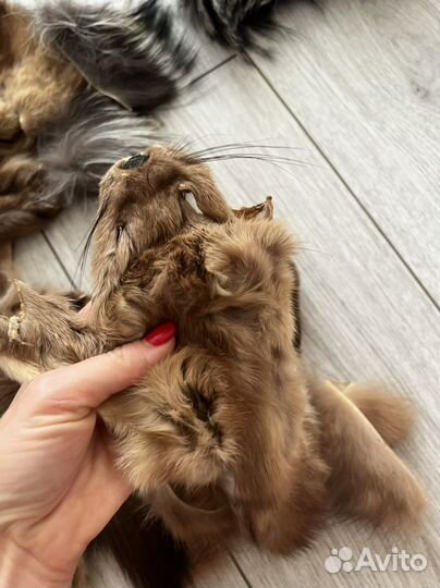 Мех Обрезки соболя и песца и норка