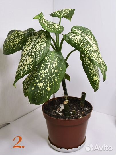 Диффенбахия комнатные цветы