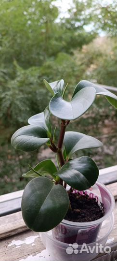 Пеперомия туполистная