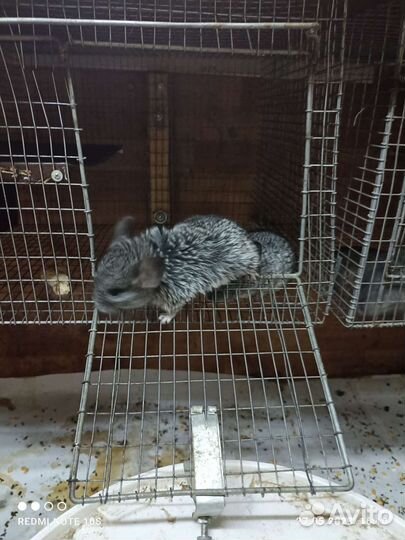 Продаются шиншиллы. Малыши