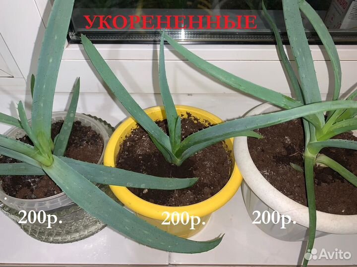 Алое лечебный