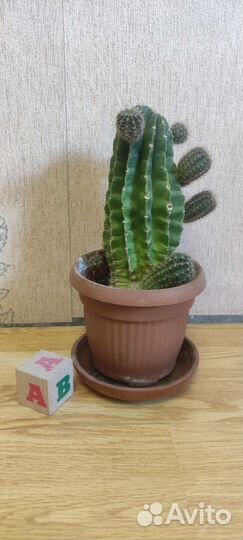 Кактус с горшком