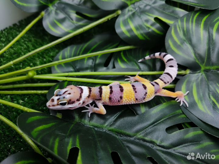 Геккон эублефар