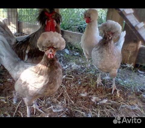 Яйцо породных кур и павлинов