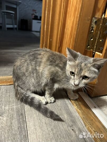 Кошечка в добрые руки