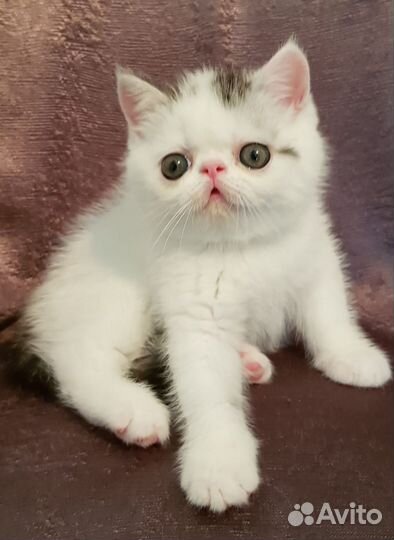 Котики экзотики