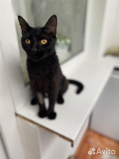 Кошка подросток