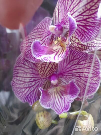 Орхидеи фаленопсис 1 цветонос в ассортименте
