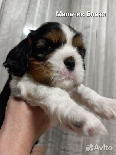 Кавалер кинг чарльз спаниель