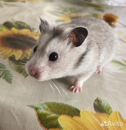 Сирийский хомяк