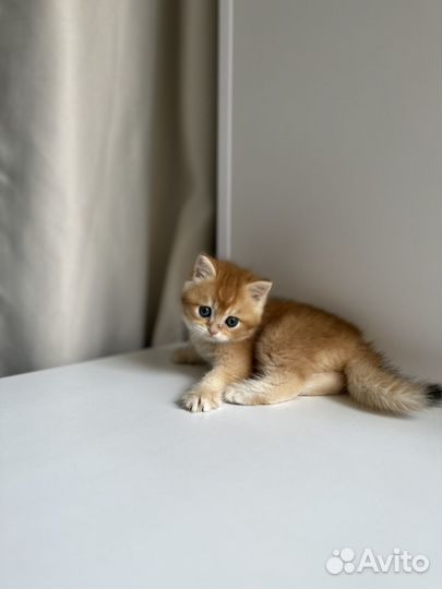 Кошка золотая шиншилла