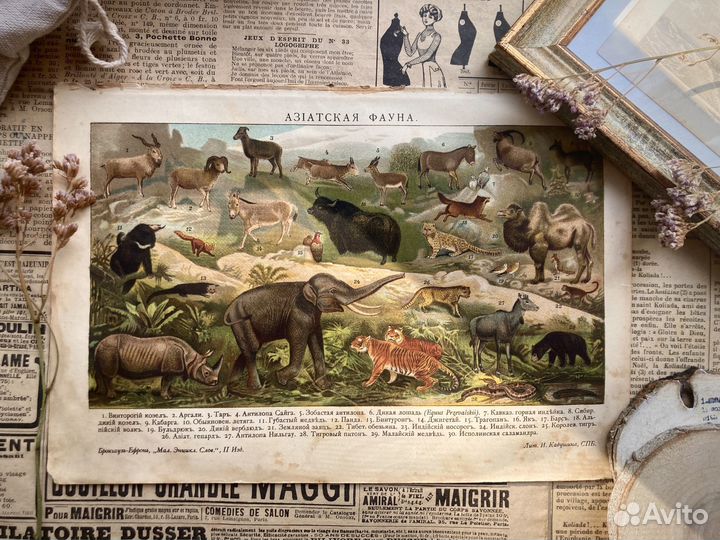Литография гравюра 1907 года фауна животные
