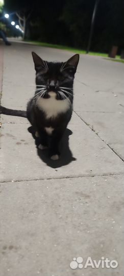 Кошечка на удачу