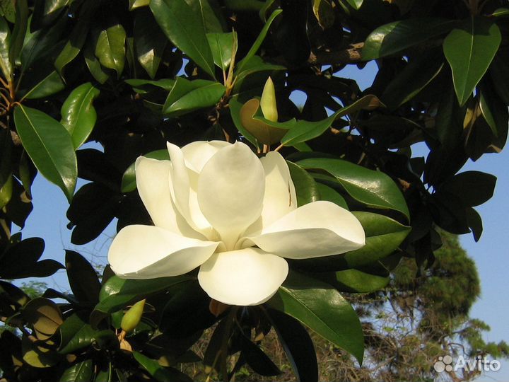 Соландра, магнолии