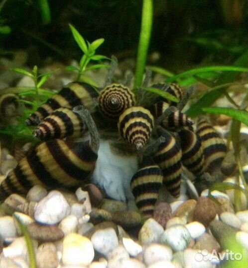 Хелена - хищная улитка