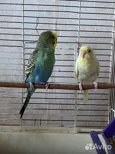 Волнистые попугаи