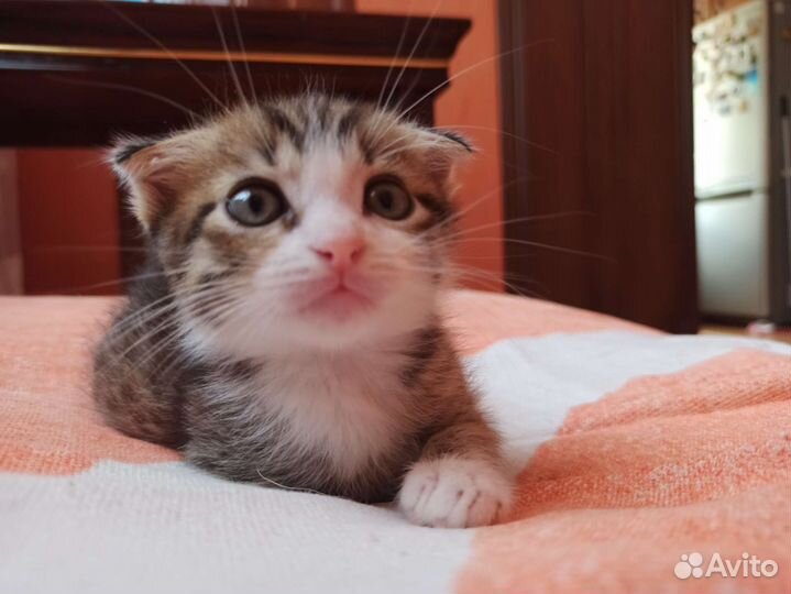 Вислоухие котики