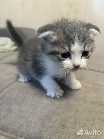 Отдам котенка мальчик