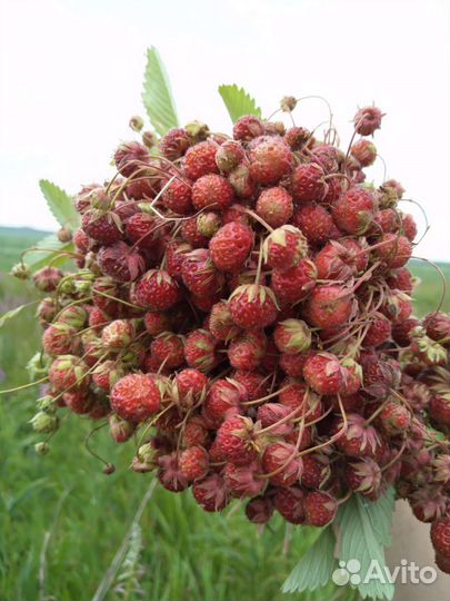Варенье из сосновых шишек, луговой клубники