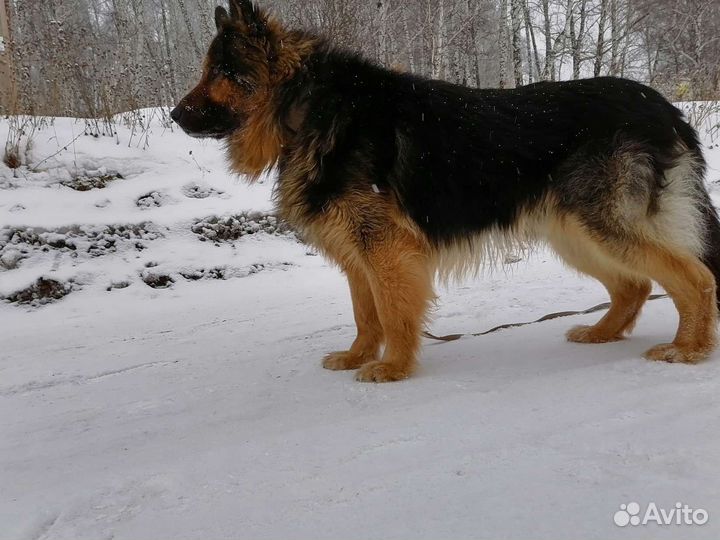 Немецкая овчарка, вязка