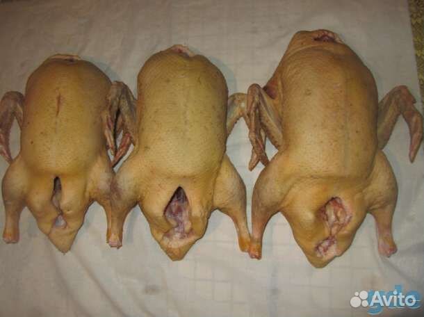 Мясо птицы домашнее