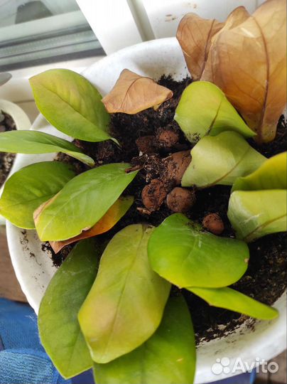 Замиокулькас