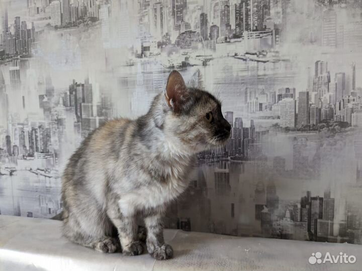 Скоттиш страйт кошка