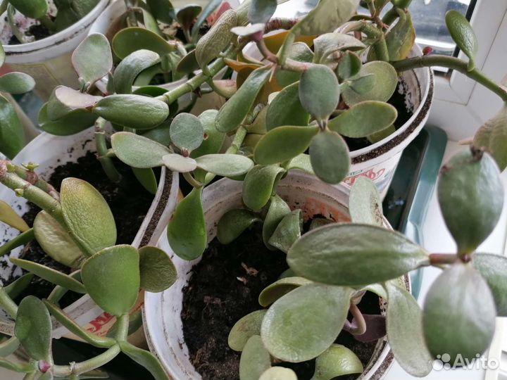 Денежное дерево действительно приносит богатство