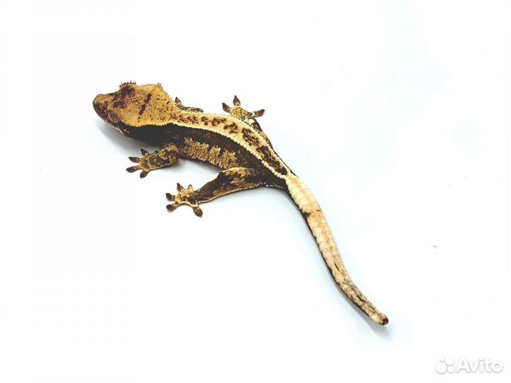 Реснитчатый бананоед