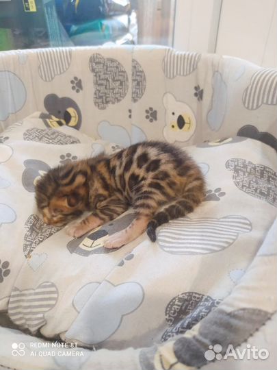 Бенгальские котята