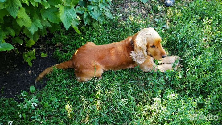 Английский кокер спаниель вязка