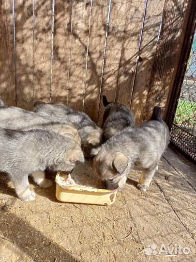 Норвежская лосиная лайка (элкхаунд)