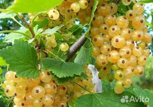 Белая смородина обыкновенная