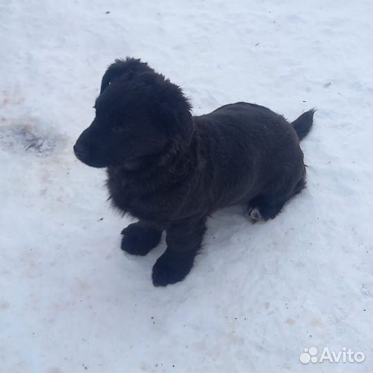 Щеночки в добрые руки