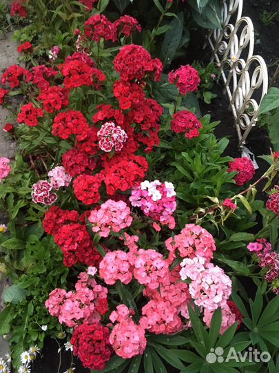 Цветы многолетники для вашего сада