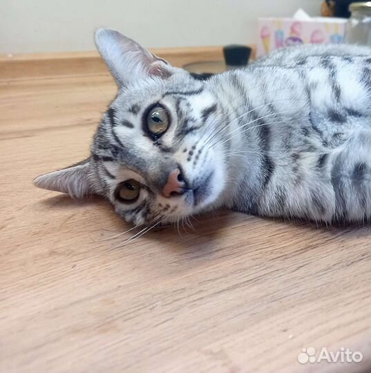 Бенгальская леопардовая кошка