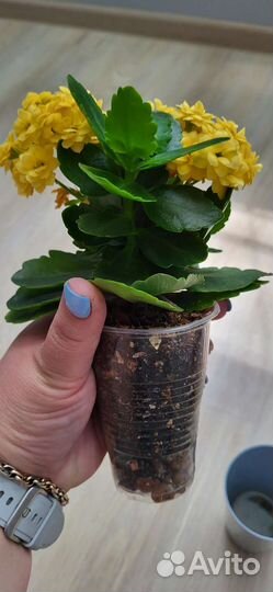 Каланхоэ жёлтый