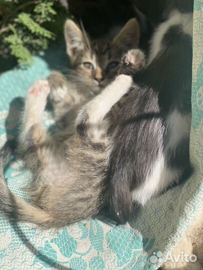 Котята в добрые руки 2 месяца