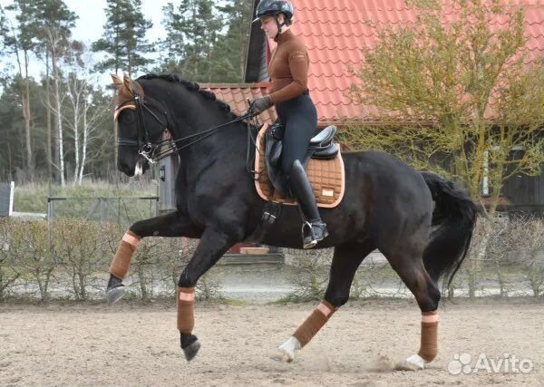 Бриджи для верховой езды, кофты Equito